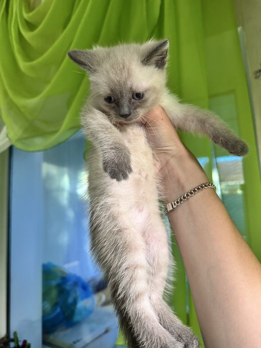 Котята бесплатно