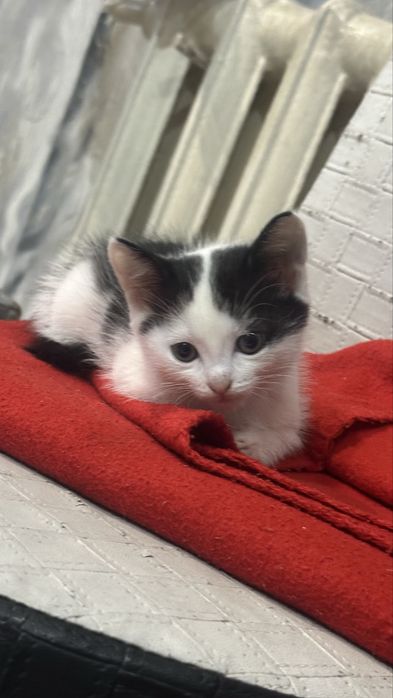 Котёнок ищет любящих хозяев