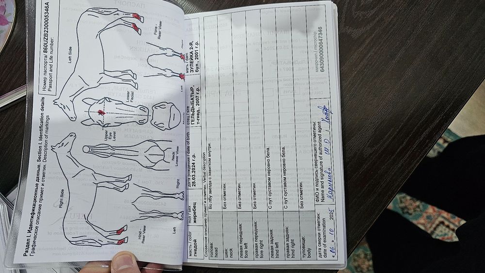 Ot Sotiladi Продаётся лошадь