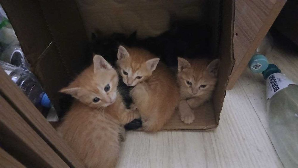 Отдам даром котят