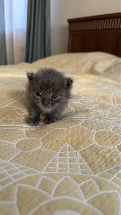 Отдадим бесплатно домашних котят