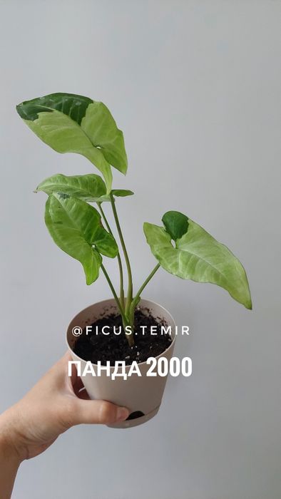 Сортовые сингониумы