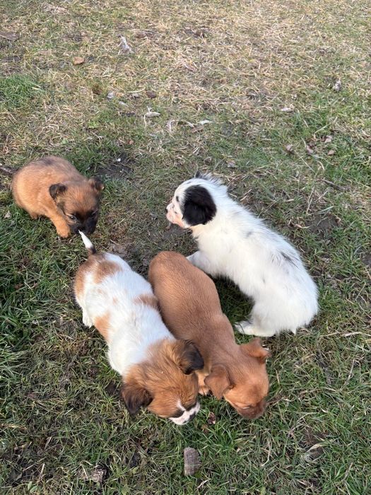 Ofer caței in spre adopție gratis!