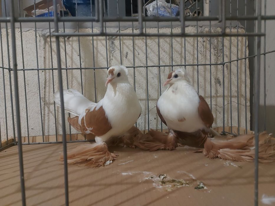 продавам саксонски чайки