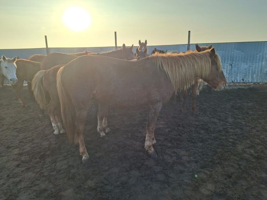 Жылқы (бие, жабағылар) сатамын