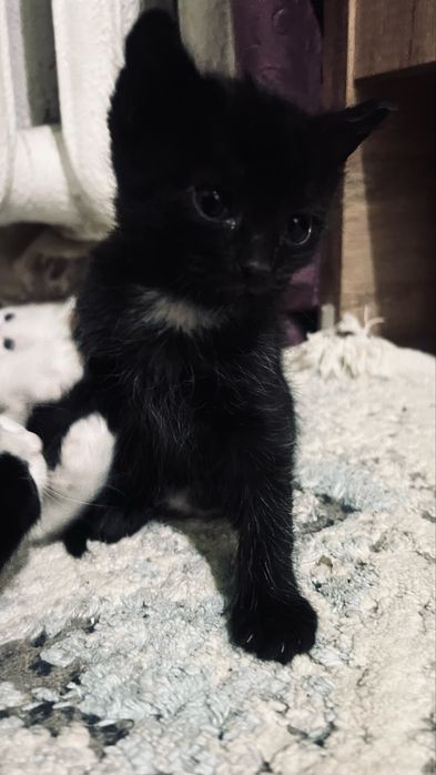 Котята ищут дом.