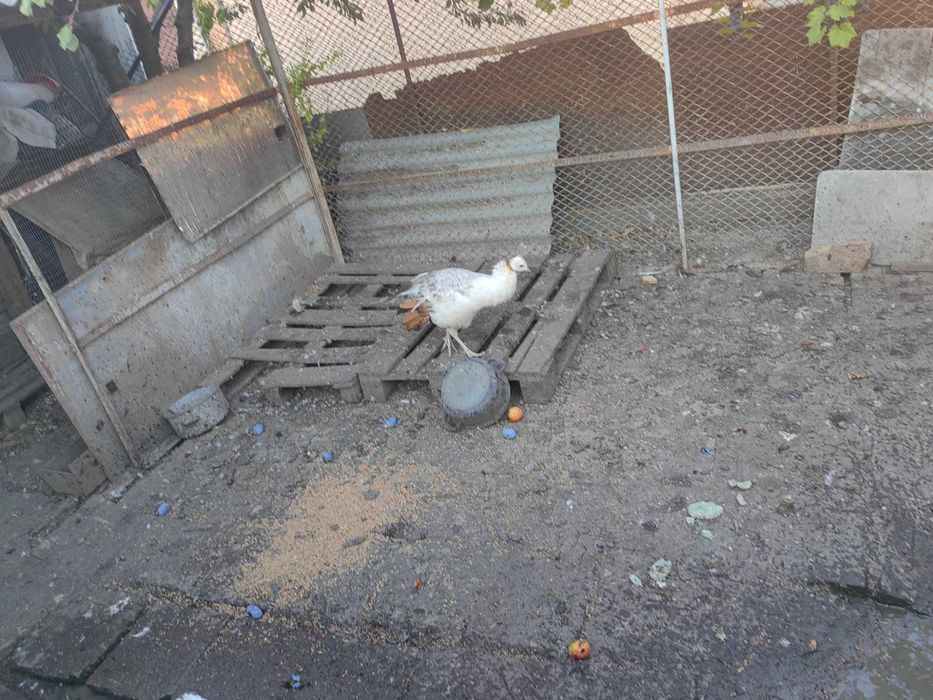 Птица паун за продажба