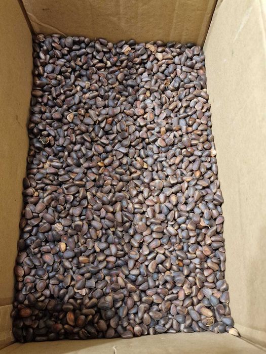 Кедровые орехи в скорлупе