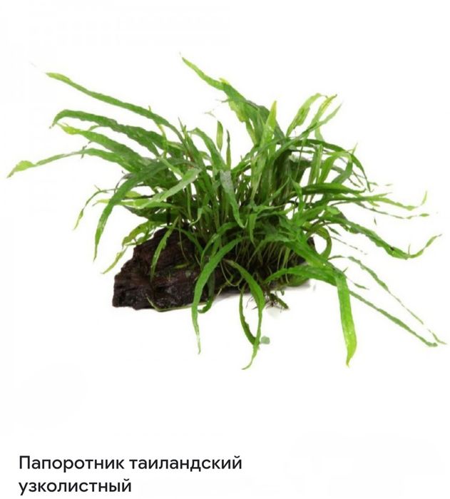 Папоротник в аквариум