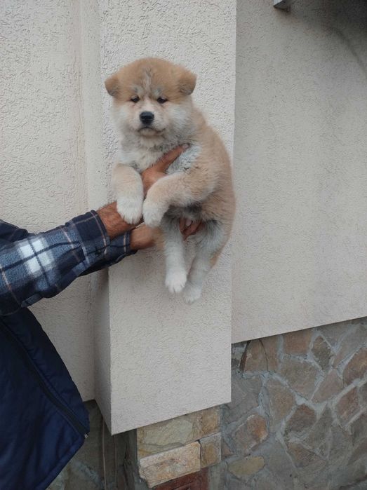 Продавам кученца акита ину