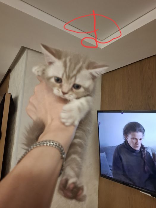 Продам котят породистых