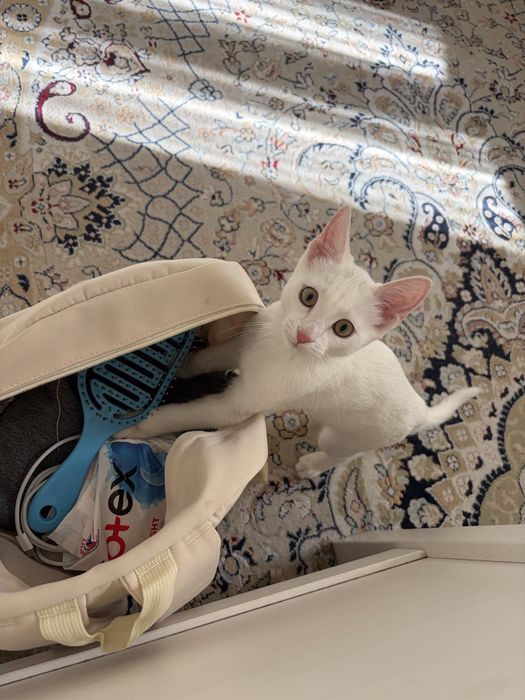 Котенок 3 месяца мальчик