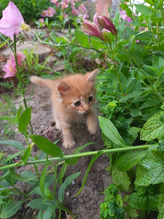 Подарявам котенца