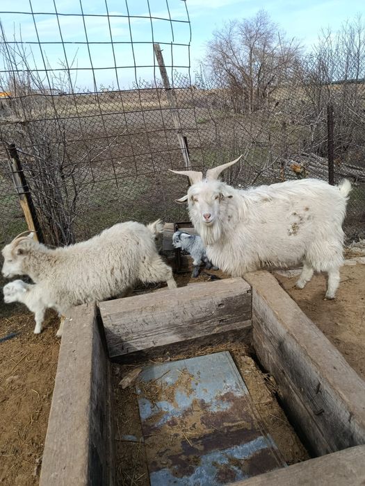 Продам козы молочные