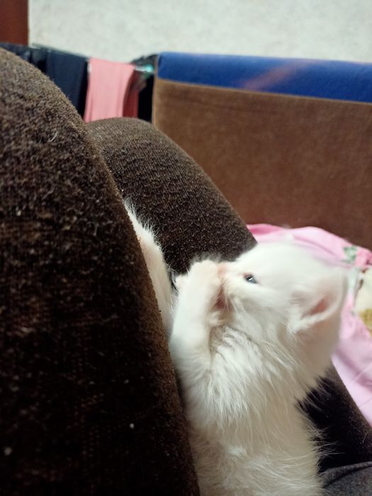 Отдам в добрые руки