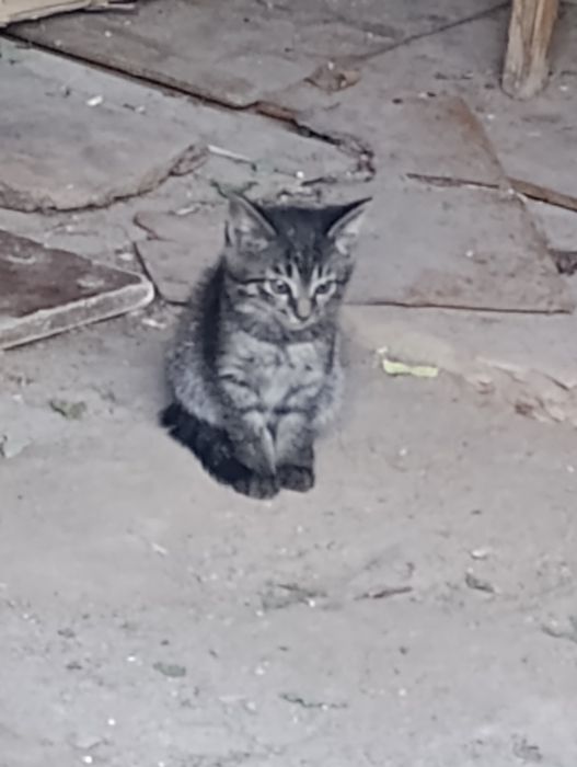 Отдам даром котят