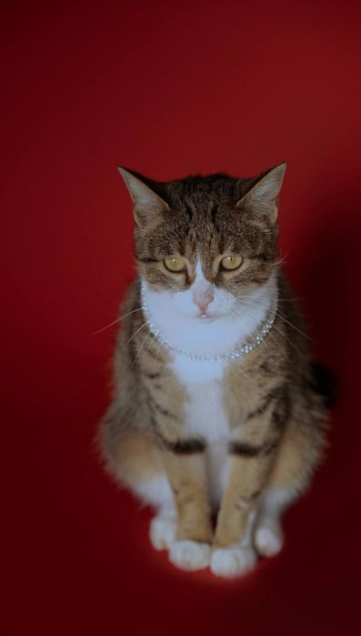 Кошки в добрые руки