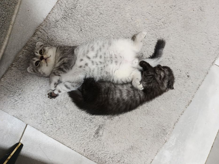 Продаётся кошки  2 месяцев