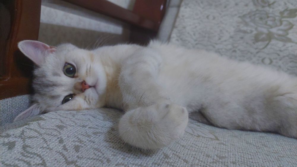 СРОЧНО! Продаётся Котёнок Кремово-Серебристая Британская Шиншилла