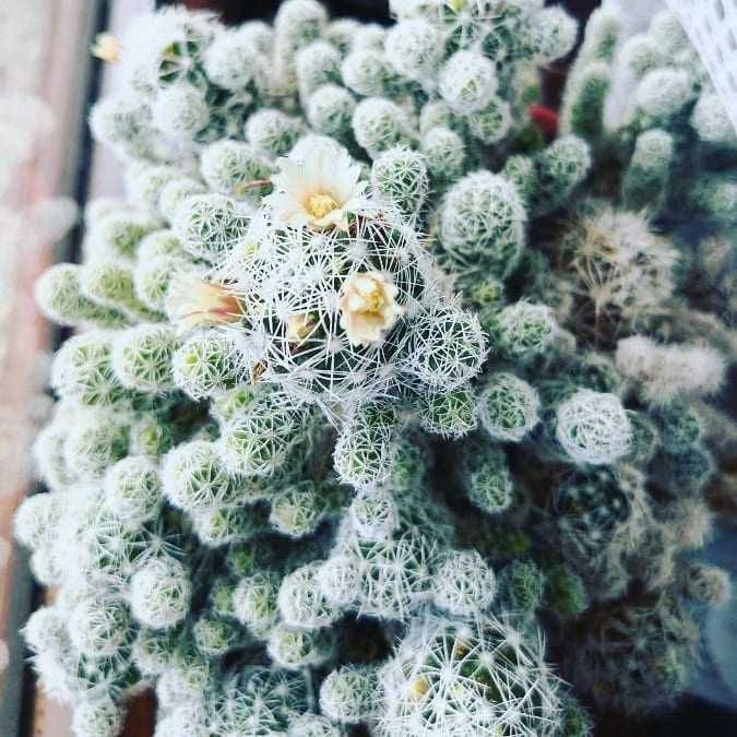 Цъфтящи сукулентни и кактуси, и други растения