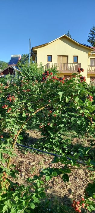 Casa de vanzare Topliceni