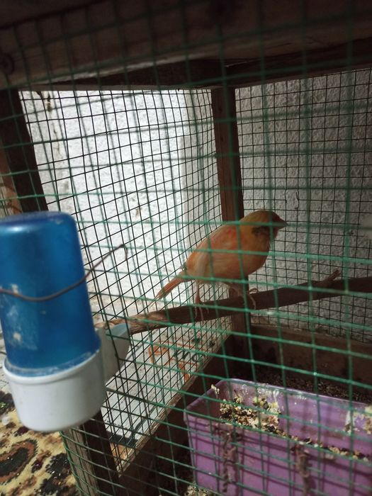 Kanareka tayor nar-modalar