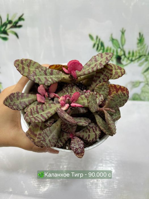 Портулакария,Церопегия, Суккуленты и кактусы