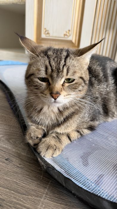 Очень умная кошка