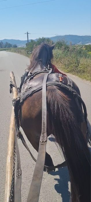 Vând  aceasta iapa foarte bună de caruta sau bineînțeles călărie