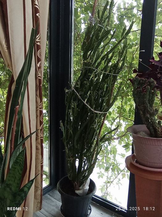 Цветы продаются цены по 7тысяч