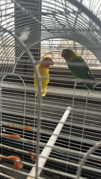 Продам пару попугаев неразлучников +Клетка