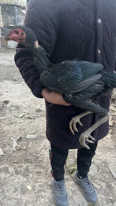 Дакан продам или адмен