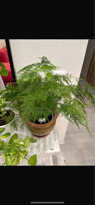 Продам аспарагус