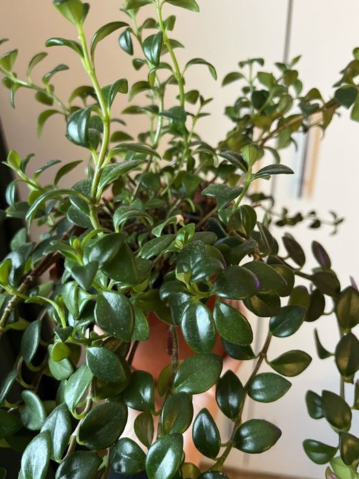 Цветок Нематантус