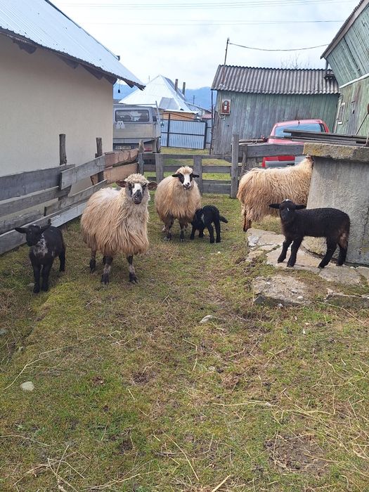 Vând trei oi  țurcane cu patru  mieluțe