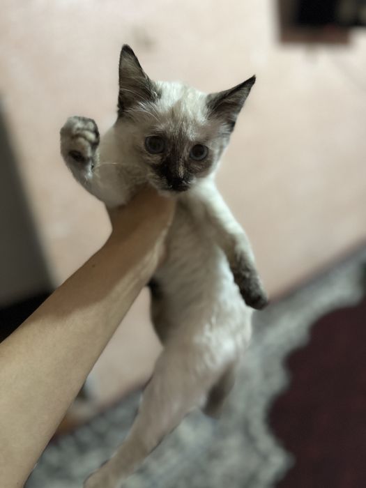 juda mehribon mushuk