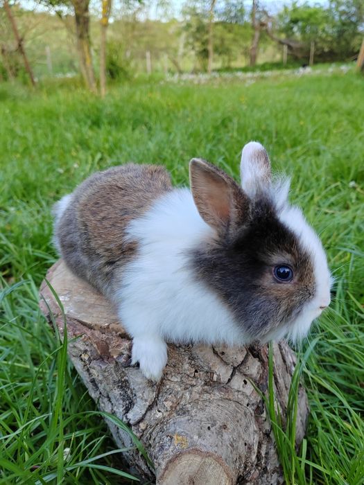 Iepurași pitici de companie