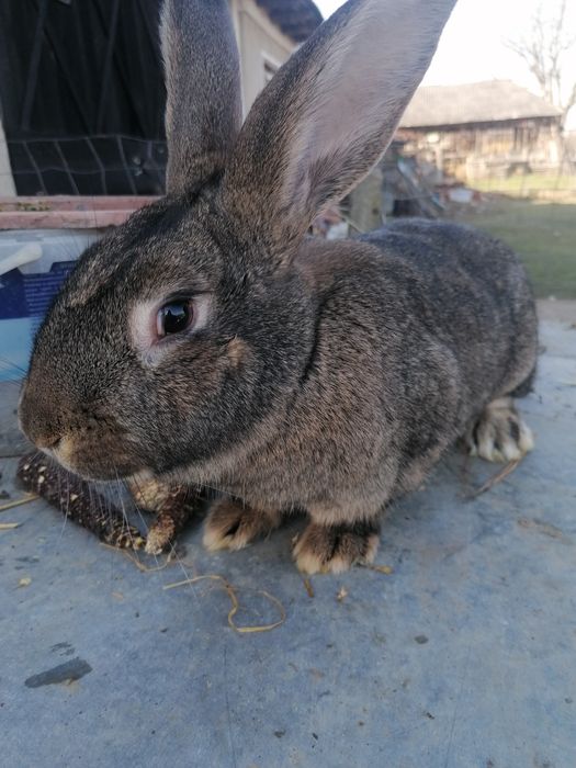 Vând iepuri rasa uriaș german