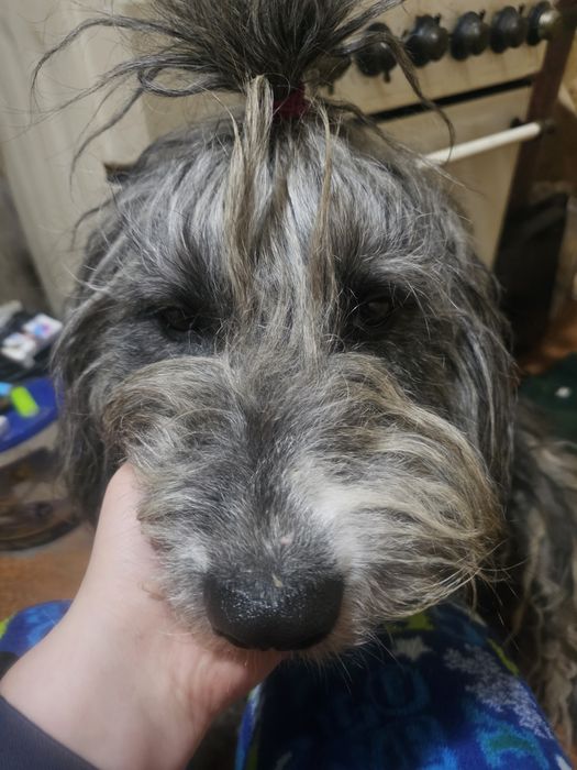 Потеряшка в добрые руки