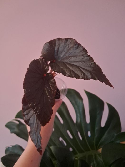 Бегония Арабиан Сансет