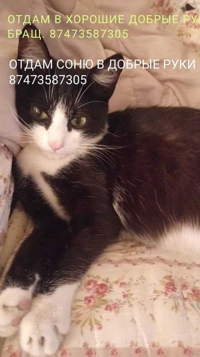 Отдам в хорошие руки