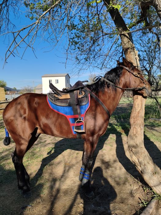 Карабайыр айгыр сатылады