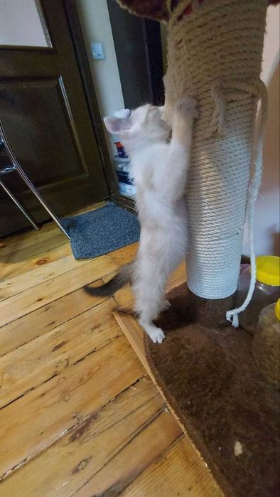 Маленький котенок