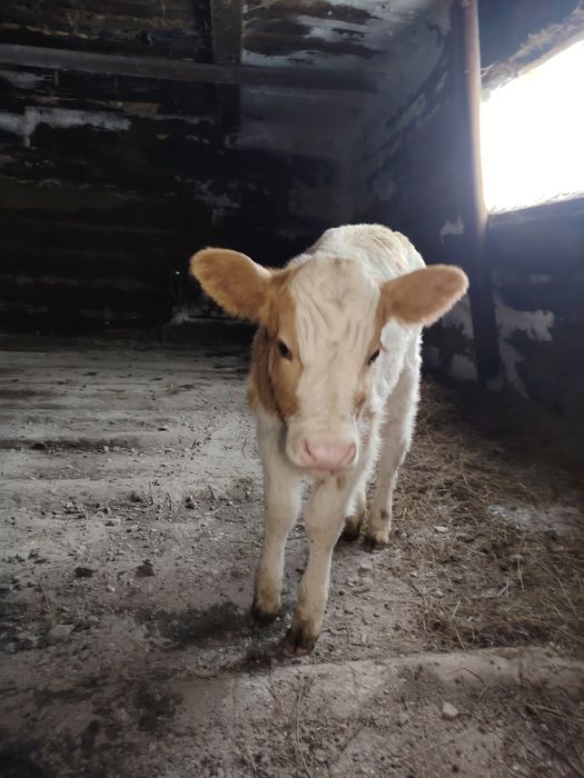 Продам  телёнка.