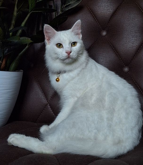 Подари Бэль семью