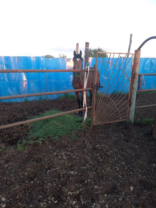 Возьму лошадей на круглододний выпос .