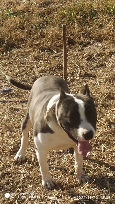 Питбул сотилади срочно