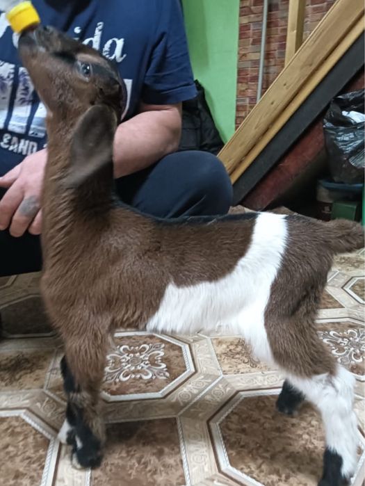 Нубийский козлёнок