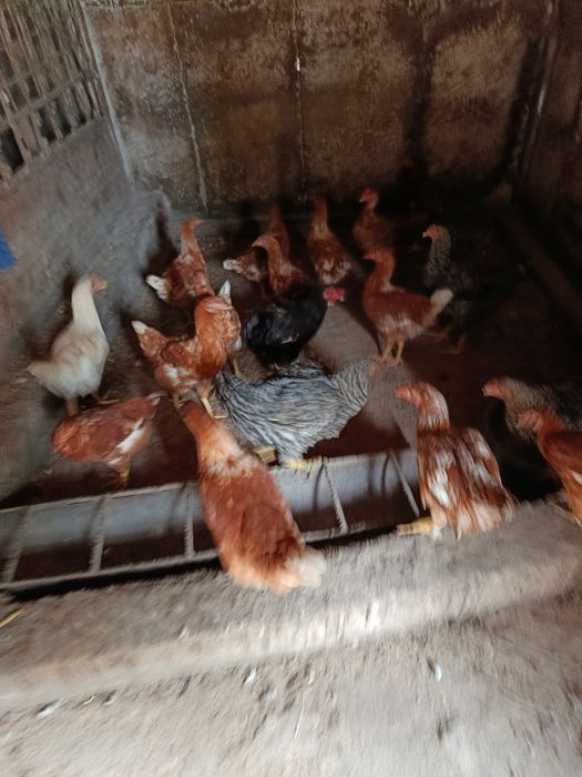 Schimb cu iepuri belgieni Preț 35 lei bucata