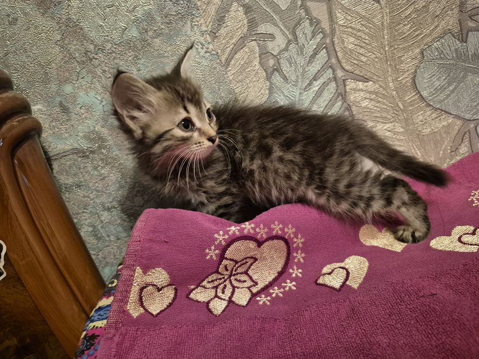 Отдадим котят в добрые руки